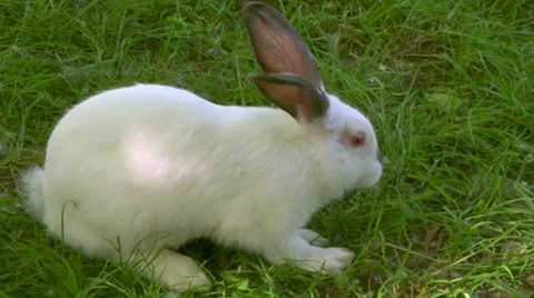 White rabbit 01 Stock Footage 37404096