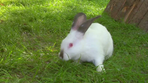 White rabbit 02 Stock Footage 37404586