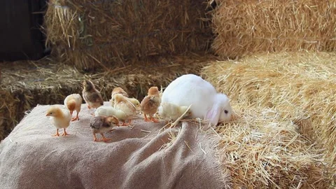 A white rabbit and chickens graze on bales of straw. Happy Easter Stock Footage 155060531