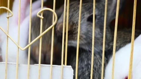 The white rabbit and the grey rabbit Stock Footage 49831900