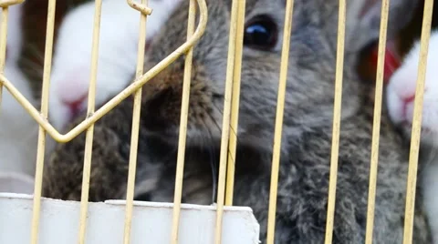 The white rabbit and the grey rabbit Stock Footage 49831939