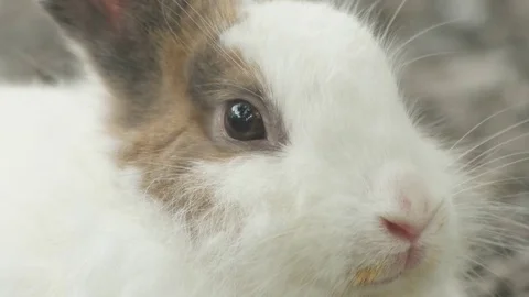 White rabbit, animals background. Stock Footage 79890258