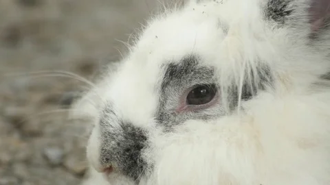 White rabbit, animals background. Stock Footage 79890999