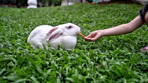 A white rabbit is being fed by a little girl Video stock 299360990