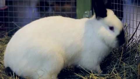 White Rabbit with Black Ears and Black Nose in a Crate Stock Footage 260471583