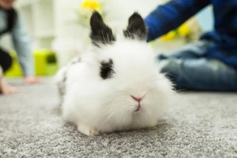 White rabbit with black ears Foto stock