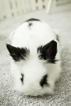 White rabbit with black ears Stock Photos