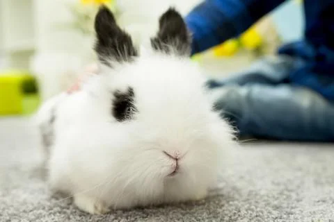 White rabbit with black ears Foto stock