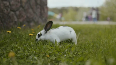 A white rabbit with black eyes eats Video stock 261424326