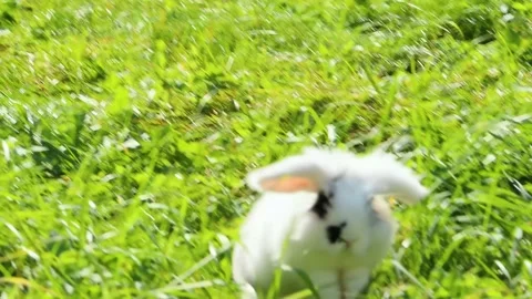 A white rabbit with black spots mini lop sits on the grass and then runs away Stock Footage 154212000