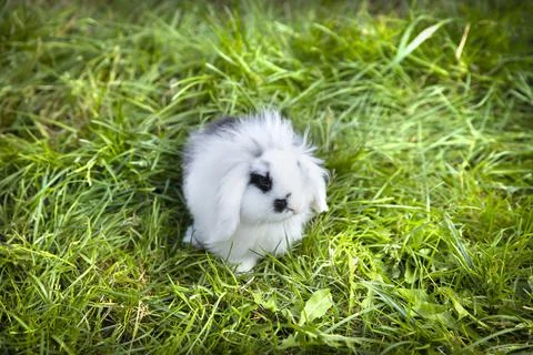 White rabbit with black spots mini lop sits on the lawn Stock Photos