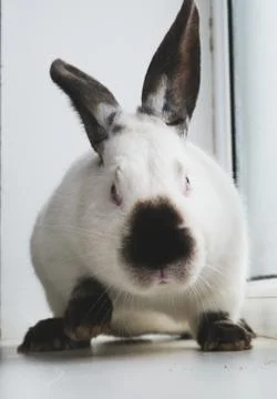White rabbit with black spots Foto stock