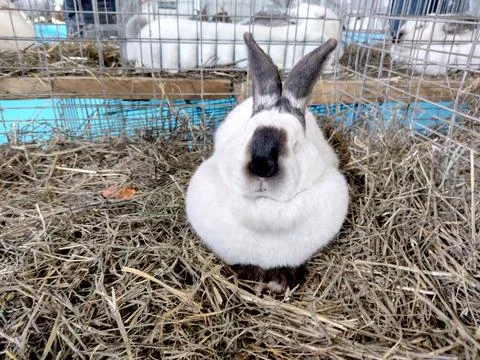 White rabbit with black spots Фото