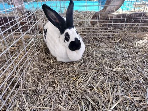 White rabbit with black spots Stock Photos