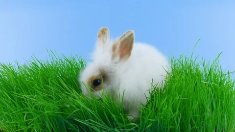 White rabbit with brown ears, eating green grass Stock Footage 104865897