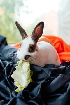White rabbit with brown ears eats cabbage Foto stock