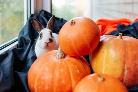 White rabbit with brown ears hides behind pumpkins on halloween holiday Foto stock