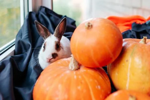 White rabbit with brown ears hides behind pumpkins on halloween holiday Stock Photos