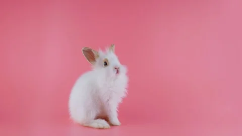 White rabbit with brown ears, looking around, sniffing, stands up on two legs Stock Footage 102033580