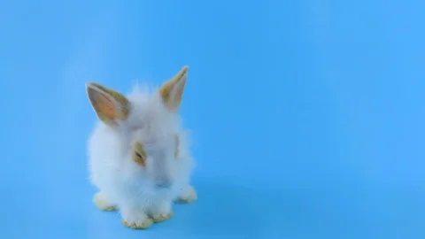 White rabbit with brown ears, sitting, looking around, blue background Stock Footage 101372609