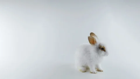 White rabbit with brown ears, stands up on two legs, sniffing, white background Stock Footage 102421489