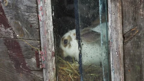 A white rabbit with brown spots actively eating hay and fresh grass inside .. Stock Footage 343532066