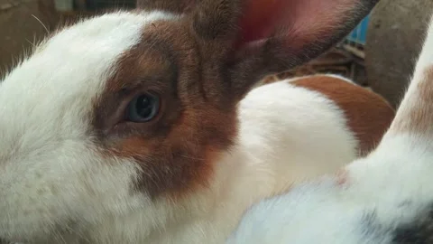 A white rabbit with brown stripes was sitting stil Stock Footage 253057543