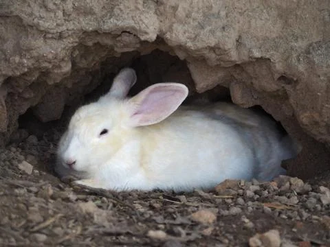 White Rabbit in a Burrow Stock Photos