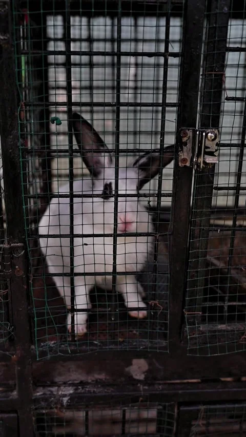 White rabbit in the cage and wants to get out Stock Footage 300445513