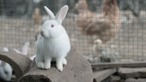 white Rabbit in cage, bunny sitting on Stock Video Pond5