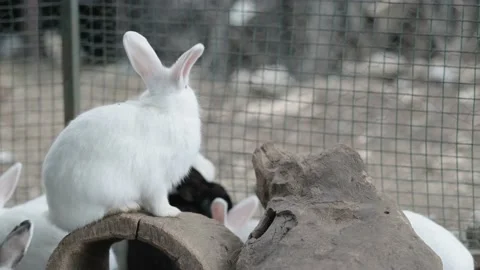 White Rabbit in cage, bunny sitting on wood living in farm Stock-Footage 239003985