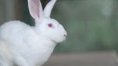White Rabbit in cage, bunny sitting on wood living in farm Stock-Footage 239004012