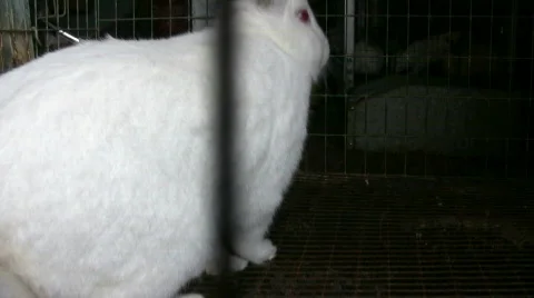 White Rabbit in Cage Stock-Footage 300948