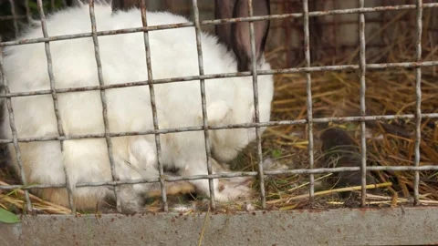 White rabbit in a cage Stock Footage 198055879