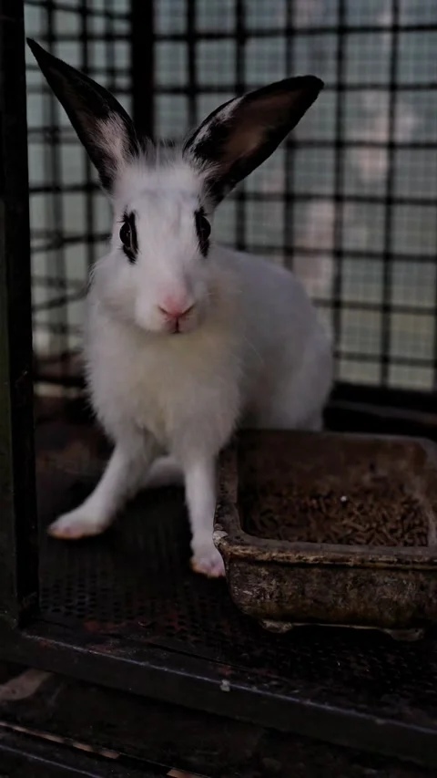 The white rabbit is in the cage Stock Footage 299371529