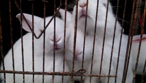 White rabbit in a cage, it is so cute Video stock 47977080