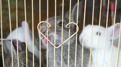 White rabbit in a cage, it is so cute Stock Footage 50227613