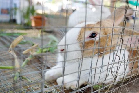 White rabbit  in a cage Stock Photos
