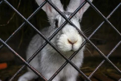 White rabbit in a cage Stock Photos
