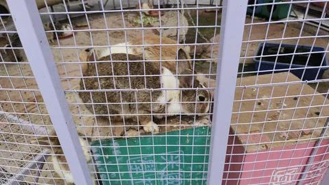A white rabbit in cage Stock Photos