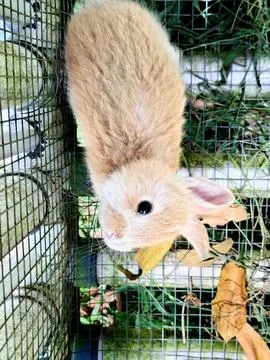 White rabbit in the cage Stock Photos