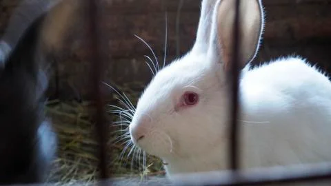 White rabbit in a cage. Side view. Stock Photos