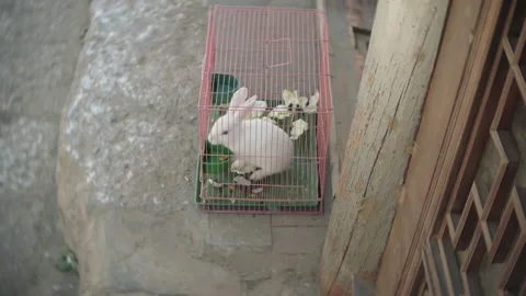 A white rabbit in a cage on the steps of Lijiang Ancient Town 스톡 동영상 151345759