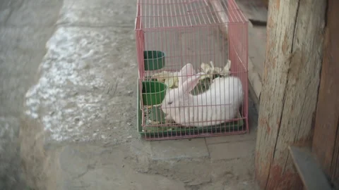 A white rabbit in a cage on the stone steps 스톡 동영상 151345807