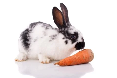 White rabbit with carrot on a white background.; Stock Photos