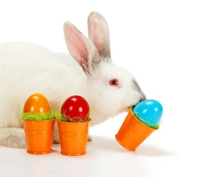 White rabbit carrying easter eggs Stock Photos