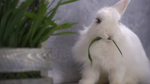 White rabbit chewing on a blade of green grass 스톡 동영상 112286193