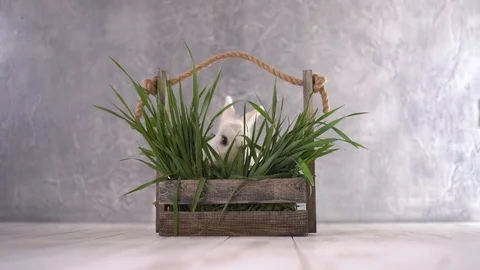 White rabbit chewing on grass 스톡 동영상 112289508