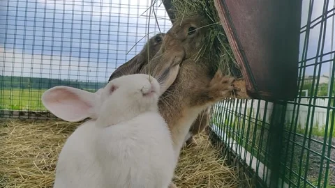 A white rabbit chewing grass Stock Footage 156388122