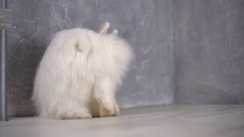 White rabbit cleaning himself up rabbit 스톡 동영상 111479170